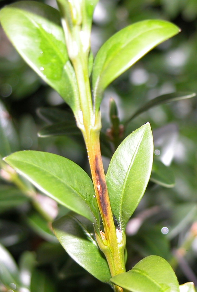 Boxwood – The Boxwood Guy